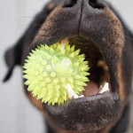 Leksaksboll i hundmun