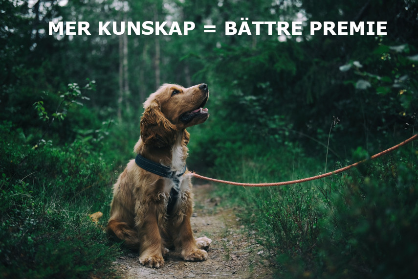 Hund i koppel i skogen, text MER KUNSKAP = BÄTTRE PREMIE