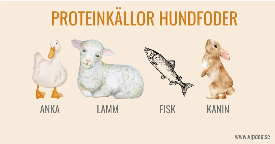 Exempel på proteinkällor i monoproteinfoder, exclusion diets för hundar