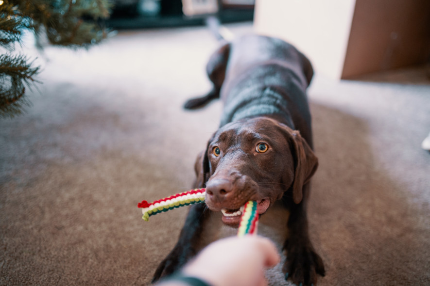 Hund drar i tålig hundleksak, regnbågsfärgat rep